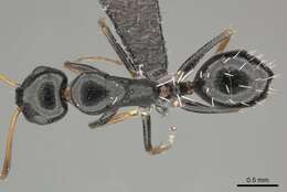 Слика од Camponotus aequitas Santschi 1920