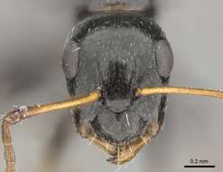 Слика од Camponotus aequitas Santschi 1920