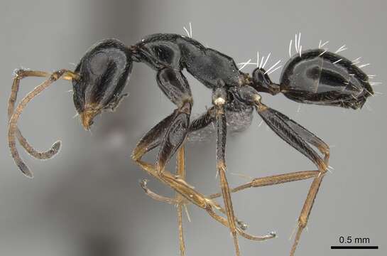 Слика од Camponotus aequitas Santschi 1920