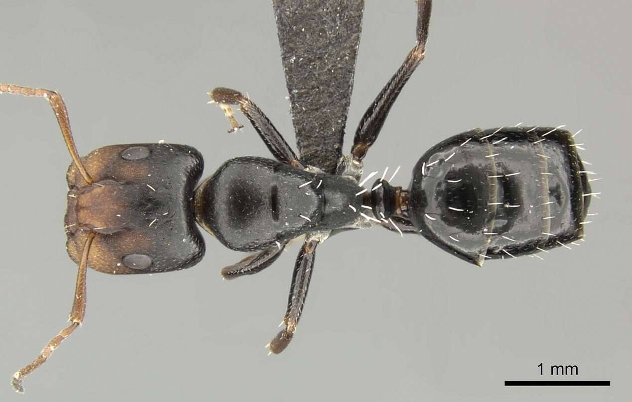 Слика од Camponotus aequitas Santschi 1920