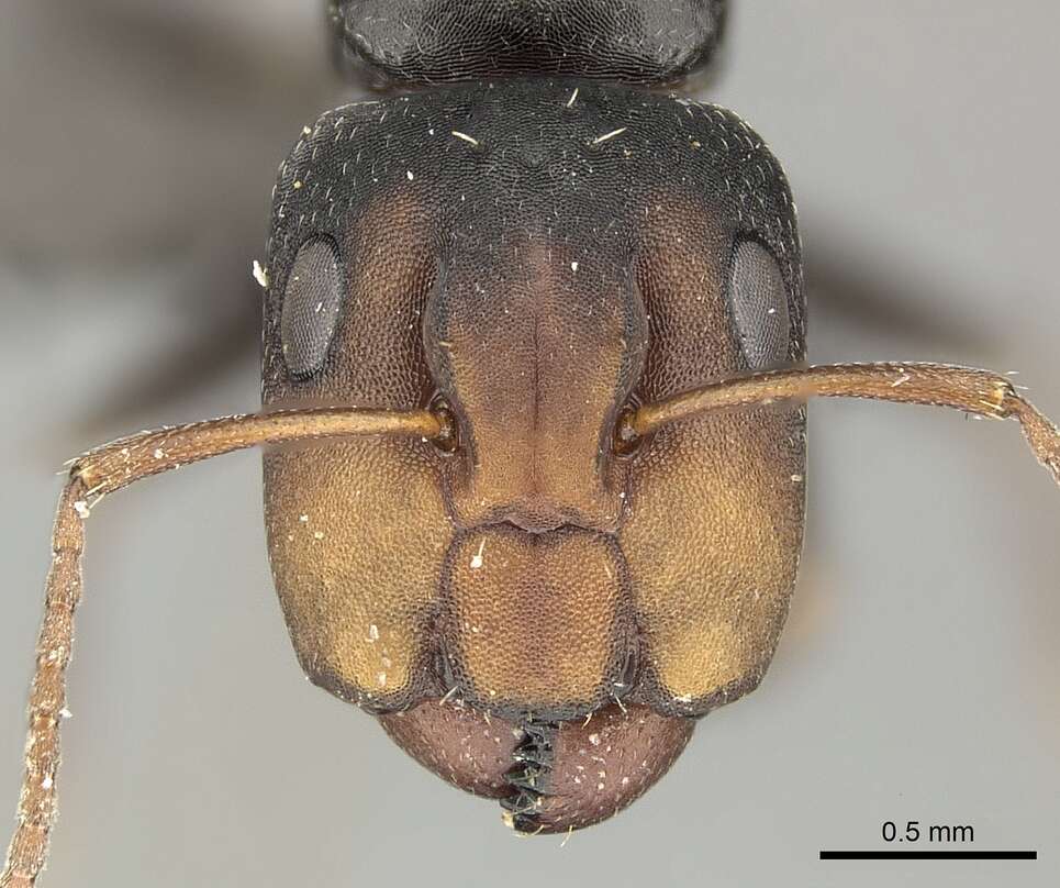 Слика од Camponotus aequitas Santschi 1920