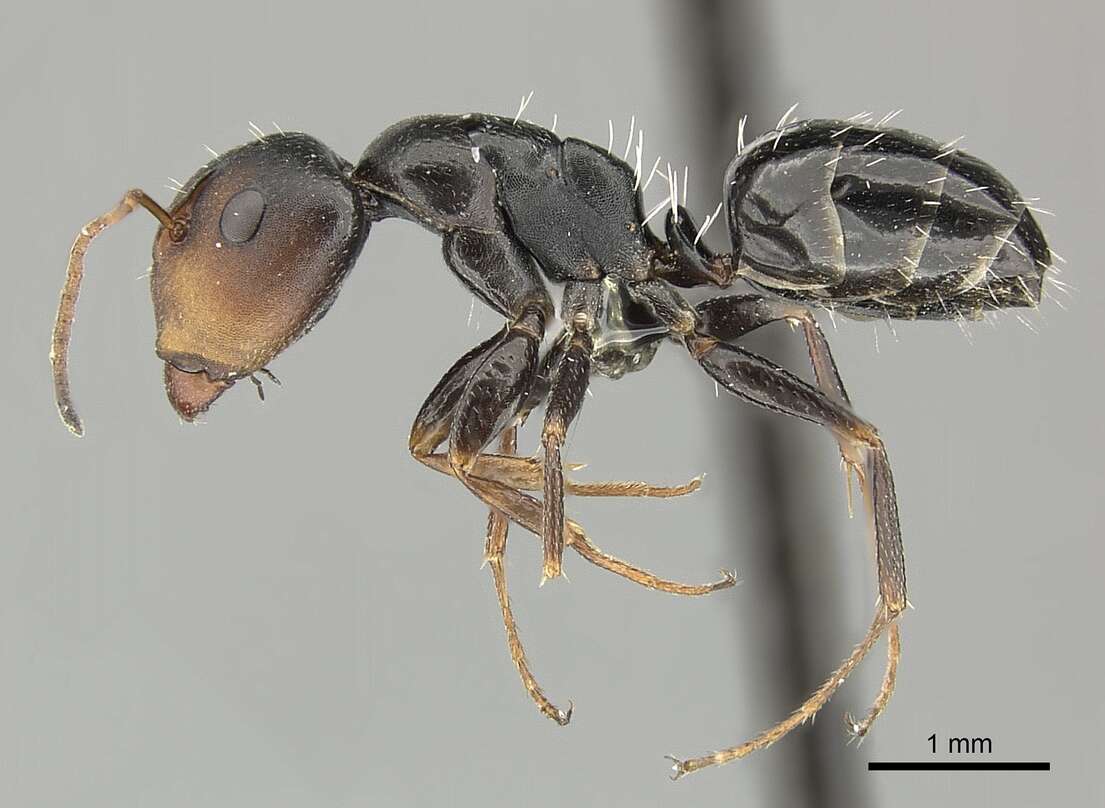 Слика од Camponotus aequitas Santschi 1920