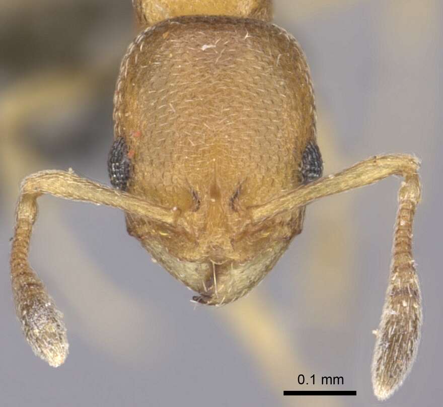 Image of Ant