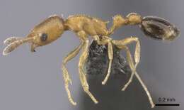 Image of Ant