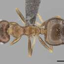 Слика од Crematogaster amita Forel 1913