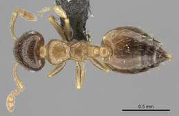 Image of Crematogaster rectinota Forel 1913