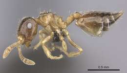 Image of Crematogaster rectinota Forel 1913