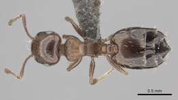 Image of Crematogaster transvaalensis Forel 1894