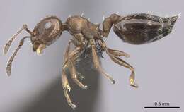 Image of Crematogaster transvaalensis Forel 1894