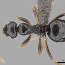 Image of Lepisiota incisa (Forel 1913)