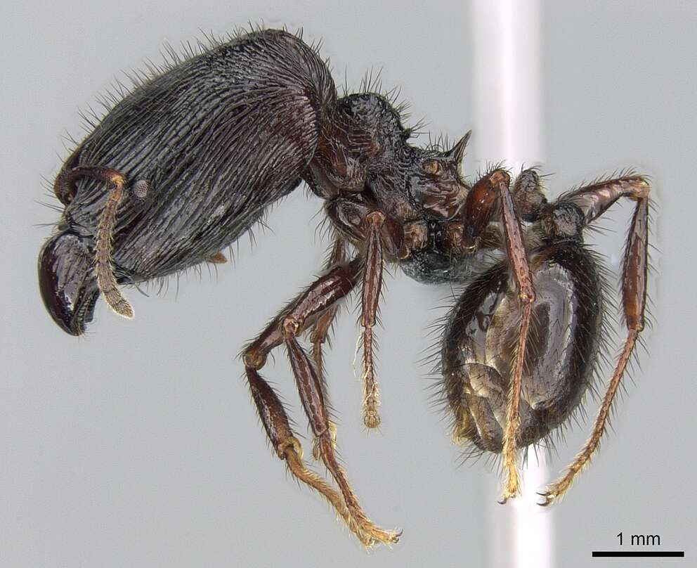 صورة Pheidole fimbriata Roger 1863