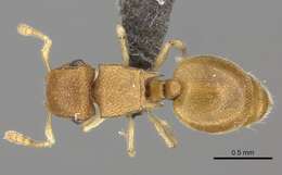 Image of Meranoplus glaber Arnold 1926