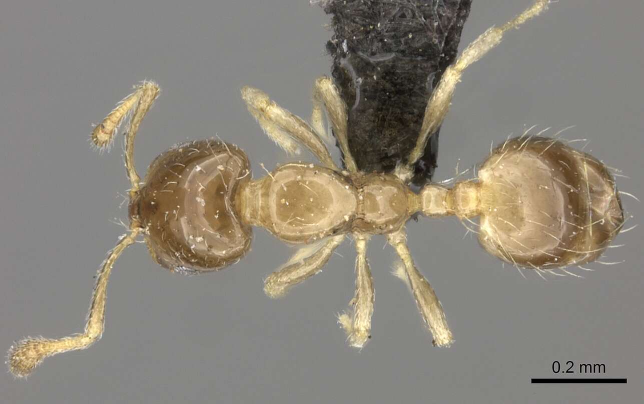 Image of Monomorium exiguum Forel 1894