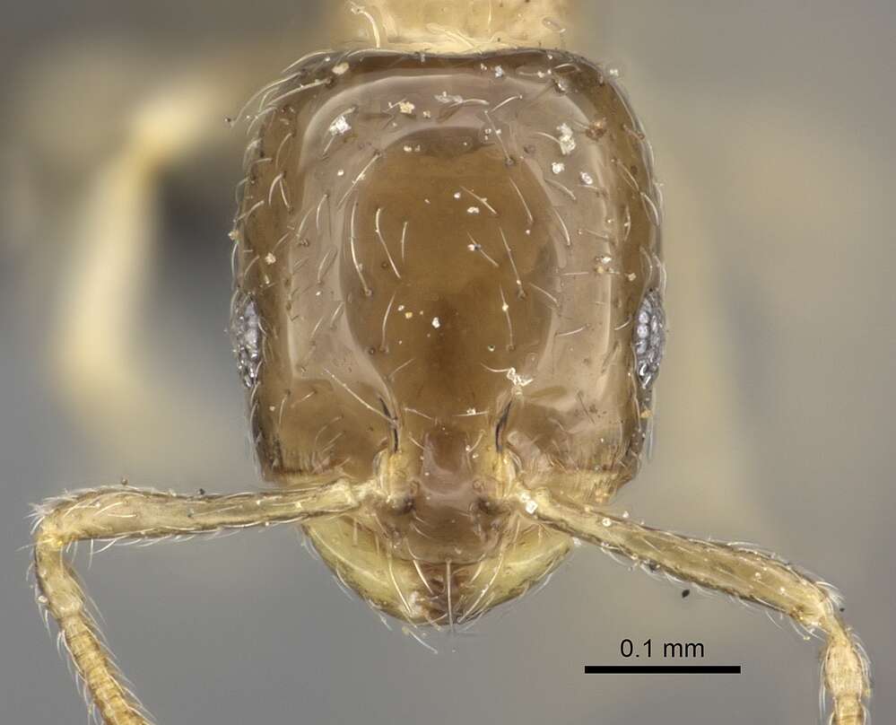 Image of Monomorium exiguum Forel 1894