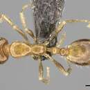 Image of Monomorium symmotu Bolton 1987