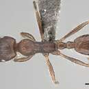 Image of Monomorium albopilosum Emery 1895