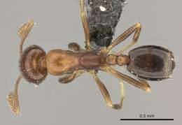 Monomorium anceps Emery 1895的圖片