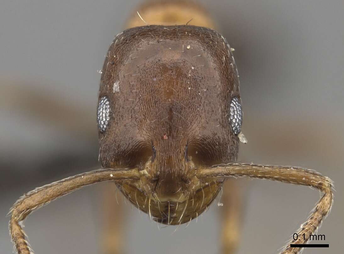 Monomorium anceps Emery 1895的圖片