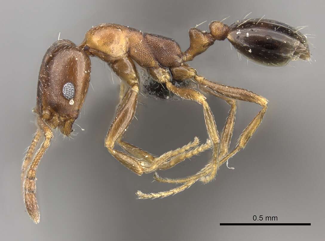 Monomorium anceps Emery 1895的圖片