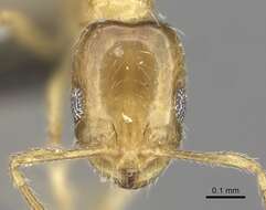 Monomorium springvalense Forel 1913的圖片