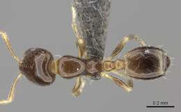 Image of Monomorium torvicte Bolton 1987