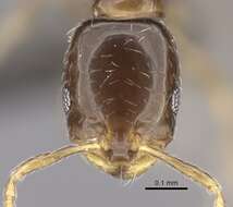 Image of Monomorium torvicte Bolton 1987