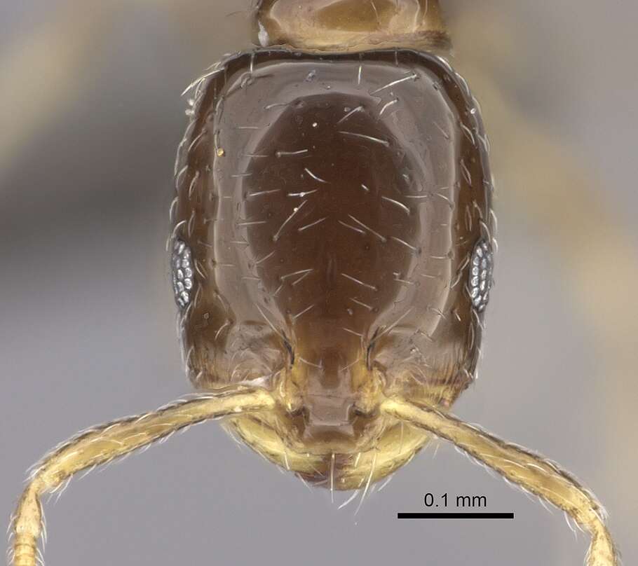 Image of Monomorium torvicte Bolton 1987