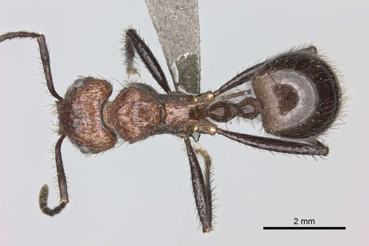 Image of Myrmicaria natalensis (Smith 1858)