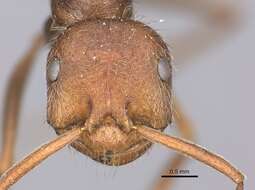 Ocymyrmex sobek Bolton 1981 resmi