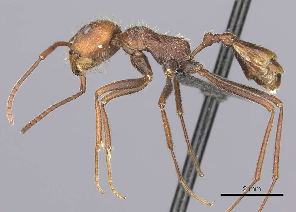 Ocymyrmex sobek Bolton 1981 resmi