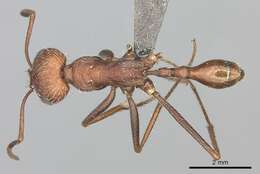 Ocymyrmex foreli Arnold 1916 resmi