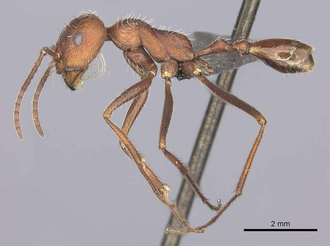 Ocymyrmex foreli Arnold 1916 resmi