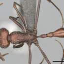 Image of Ocymyrmex sphinx Bolton 1981