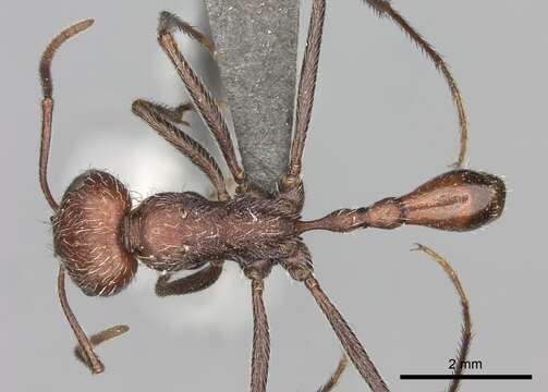 Imagem de Ocymyrmex sphinx Bolton 1981