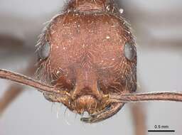 Ocymyrmex sphinx Bolton 1981 resmi