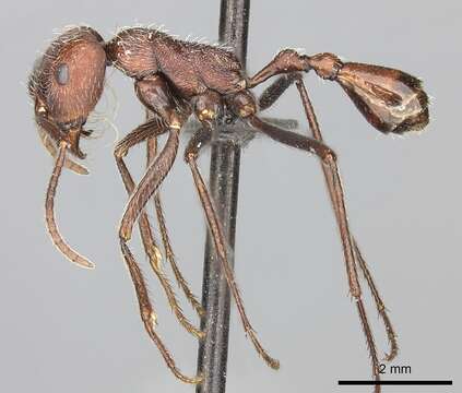 Ocymyrmex sphinx Bolton 1981 resmi