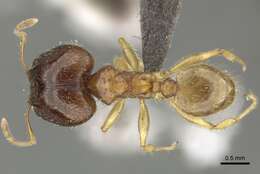 Image of Pheidole