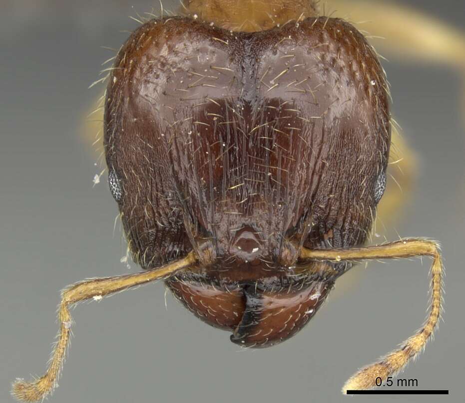 Image of Pheidole