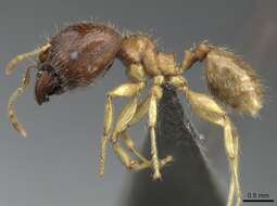 Image of Pheidole