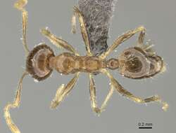 Image of Pheidole