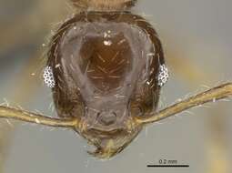 Image of Pheidole