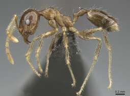 Image of Pheidole