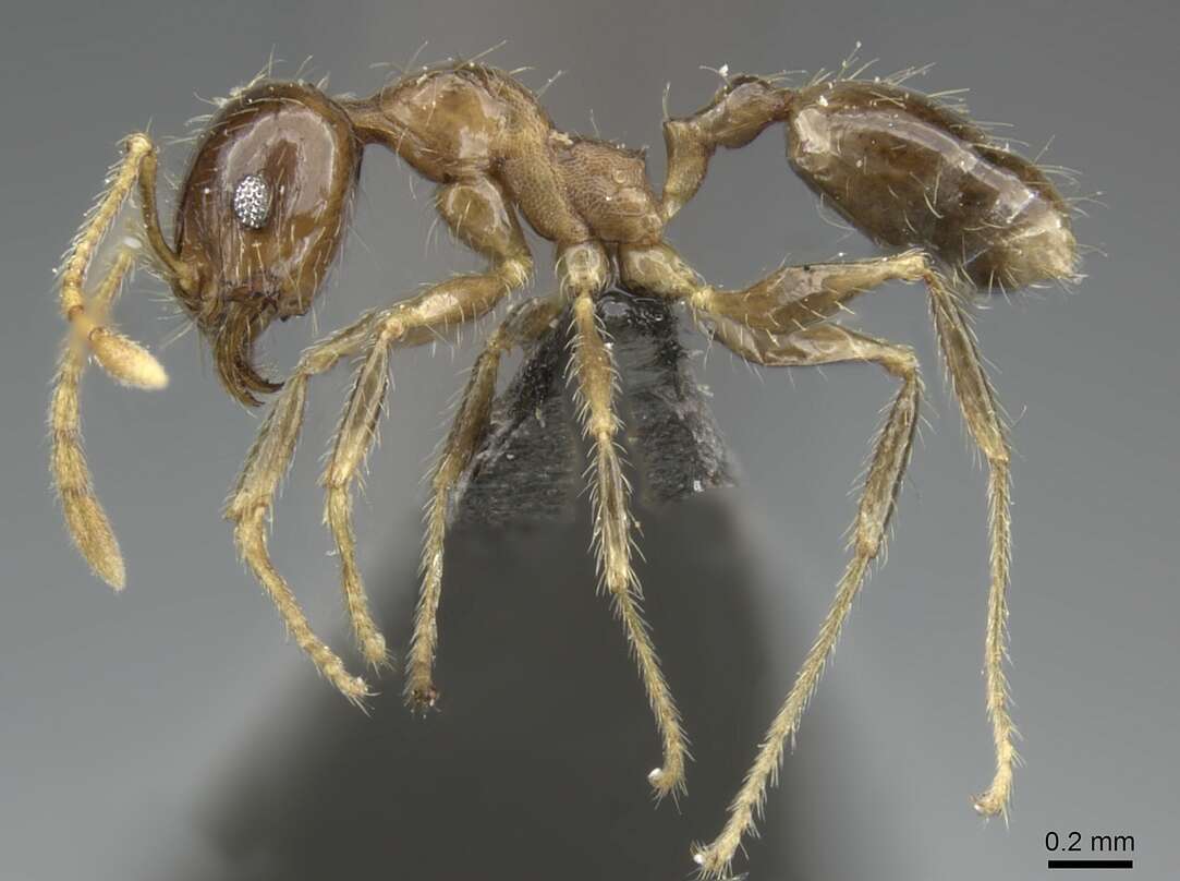 Image of Pheidole