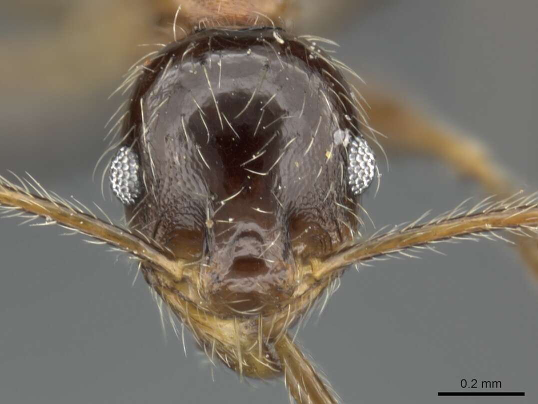 Plancia ëd Pheidole tenuinodis Mayr 1901