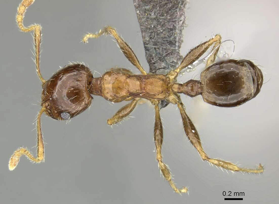 Image of Pheidole