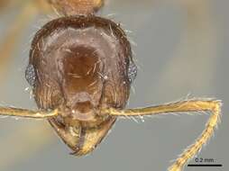 Image of Pheidole