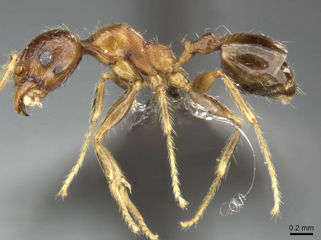 Image of Pheidole