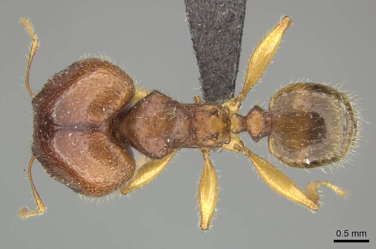 Image of Pheidole