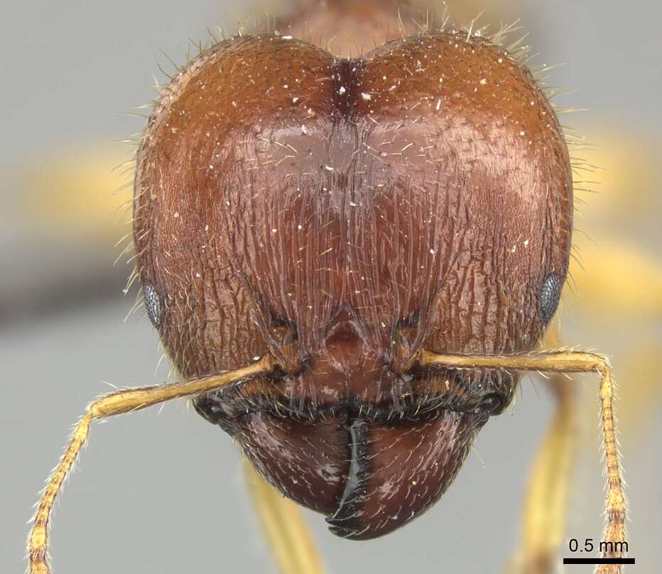 Image of Pheidole