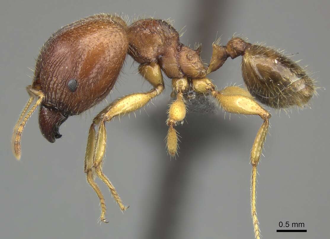 Image of Pheidole